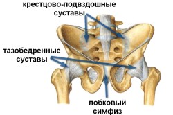 Схема тазобедренного сустава