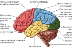 Строение головного мозга