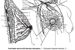 Анатомия молочных желез