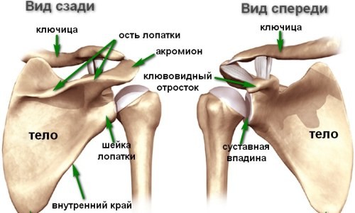 Расположение ключицы в строении тела человека