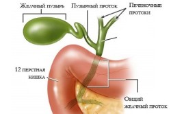 Расположение желчного пузыря