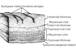 Схема стенки желудка Схема стенки желудка