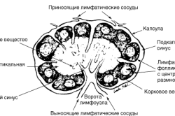 Строение лимфоузла
