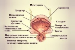 Строение мочевого пузыря
