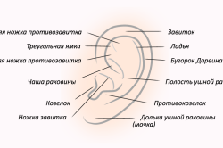 Анатомическое строение наружнего уха