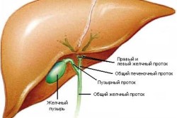 Расположение желчного пузыря